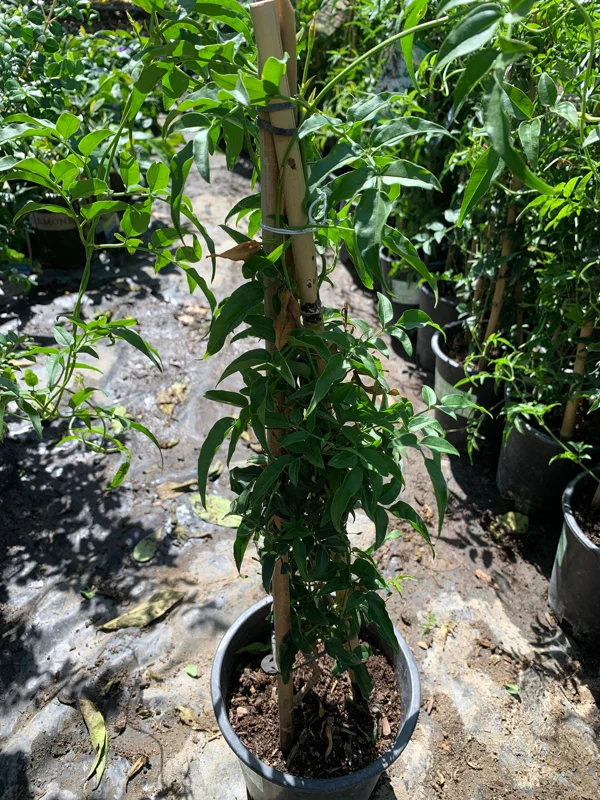 Pink Jasmine Live Plant (Jasminum Polyanthum) - 1 ft Tall in 1 Gallon Pot - Outdoor Vine - Image 1