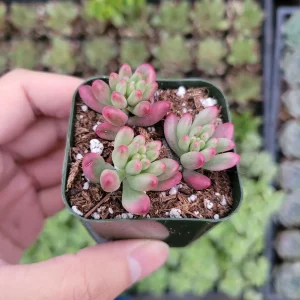 Pink Jelly Bean Succulent Plant - Sedum rubrotinctum 'Aurora' Live Plant - Image 10