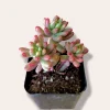 Pink Jelly Bean Succulent Plant - Sedum rubrotinctum 'Aurora' Live Plant - Image 1