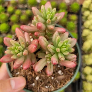 Pink Jelly Bean Succulent Plant - Sedum rubrotinctum 'Aurora' Live Plant - Image 3