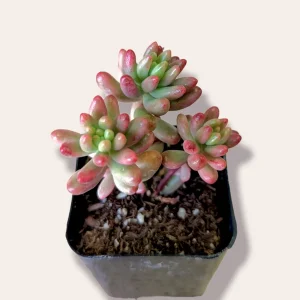 Pink Jelly Bean Succulent Plant - Sedum rubrotinctum 'Aurora' Live Plant - Image 1