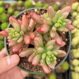 Pink Jelly Bean Succulent Plant - Sedum rubrotinctum 'Aurora' Live Plant - Image 4
