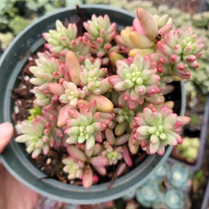 Pink Jelly Bean Succulent Plant - Sedum rubrotinctum 'Aurora' Live Plant - Image 6
