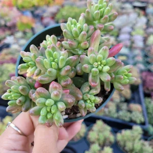 Pink Jelly Bean Succulent Plant - Sedum rubrotinctum 'Aurora' Live Plant - Image 8