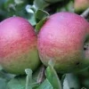 Pink Lady Apple Tree Live Plant Bare Root 2-3 ft Tall Outdoor Fruit Tree - Image 1
