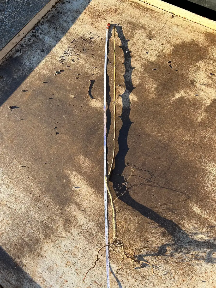 Pink Lady Apple Tree Live Plant Bare Root 2-3 ft Tall Outdoor Fruit Tree - Image 4