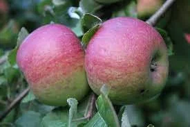 Pink Lady Apple Tree Live Plant Bare Root 2-3 ft Tall Outdoor Fruit Tree - Image 1