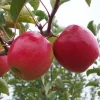 Pink Lady Apple Tree Live Plant - Low Chill - 3-4 Ft Tall - 3 Gal Pot - Image 1