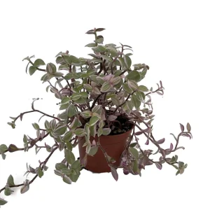Pink Lady Bolivian Jewel Turtle Vine Callisia repens Live Plant – 2.5" Pot – Indoor - Image 1