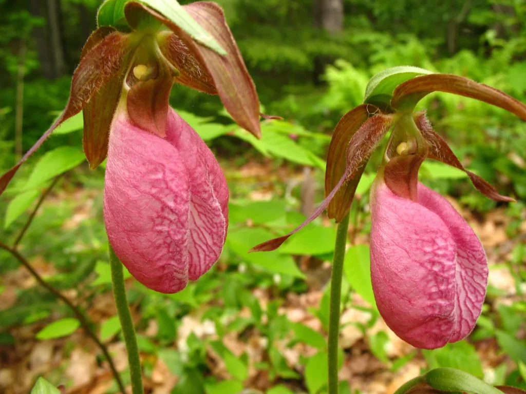 Pink Lady's Slipper Orchid Live Plant - Cypripedium Acaule - 3 Blooms - Image 1