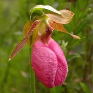 Pink Lady's Slipper Orchid Live Plant - Cypripedium Acaule - 3 Blooms - Image 2