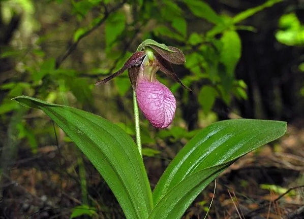Pink Lady's Slipper Orchid Live Plant - Cypripedium Acaule Bare Root - 2 Buds - Image 4