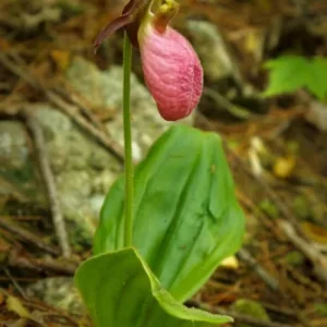 Pink Lady's Slipper Orchid Plant - Cypripedium Acaule Bare Root #1 Blooming Size - Image 3