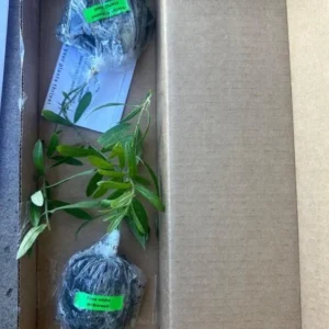 Pink Lemonade Blueberry Live Plant – 4-8