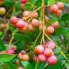 Pink Lemonade Blueberry Live Plant - Highbush Starter - 4-6" Tall - Outdoor Fruit Bush - Image 1
