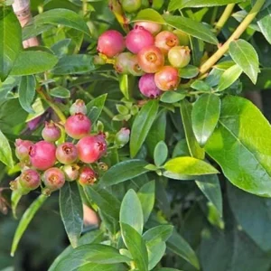 Pink Lemonade Blueberry Live Plant - Highbush Starter - 4-6