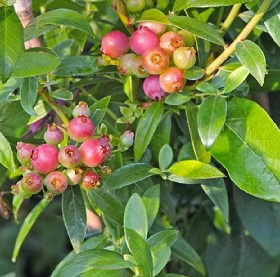 Pink Lemonade Blueberry Live Plant - Highbush Starter - 4-6" Tall - Outdoor Fruit Bush - Image 2