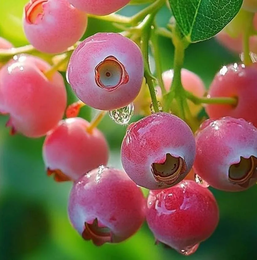 Pink Lemonade Blueberry Live Plant - Highbush Starter - 4-6" Tall - Outdoor Fruit Bush - Image 3