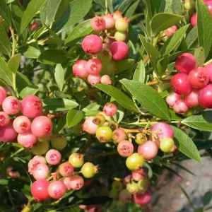 Pink Lemonade Blueberry Live Plant - Highbush Starter - 4-6