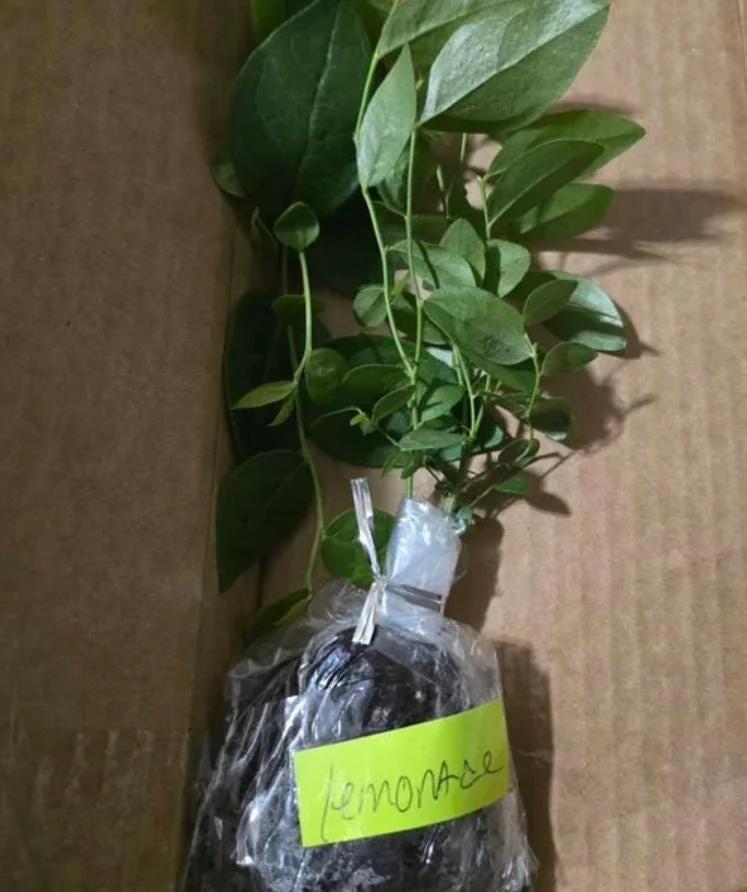 Pink Lemonade Blueberry Live Plant - Highbush Starter - 4-6" Tall - Outdoor Fruit Bush - Image 6