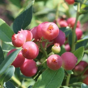 Pink Lemonade Blueberry Live Plant - Highbush Starter - 4-6