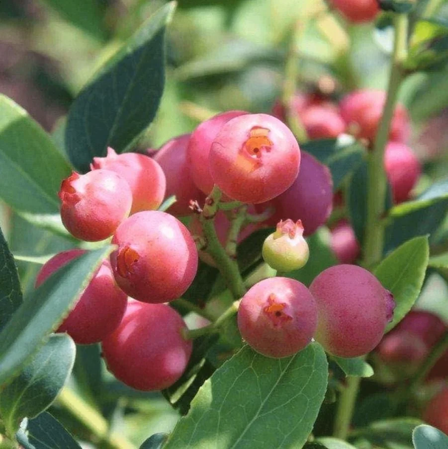 Pink Lemonade Blueberry Live Plant - Highbush Starter - 4-6" Tall - Outdoor Fruit Bush - Image 7