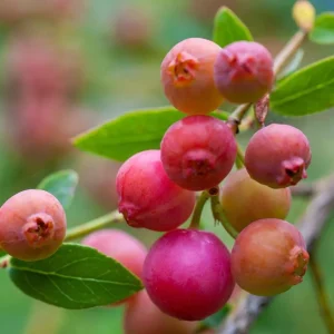 Pink Lemonade Blueberry Live Plant - Highbush Starter - 4-6