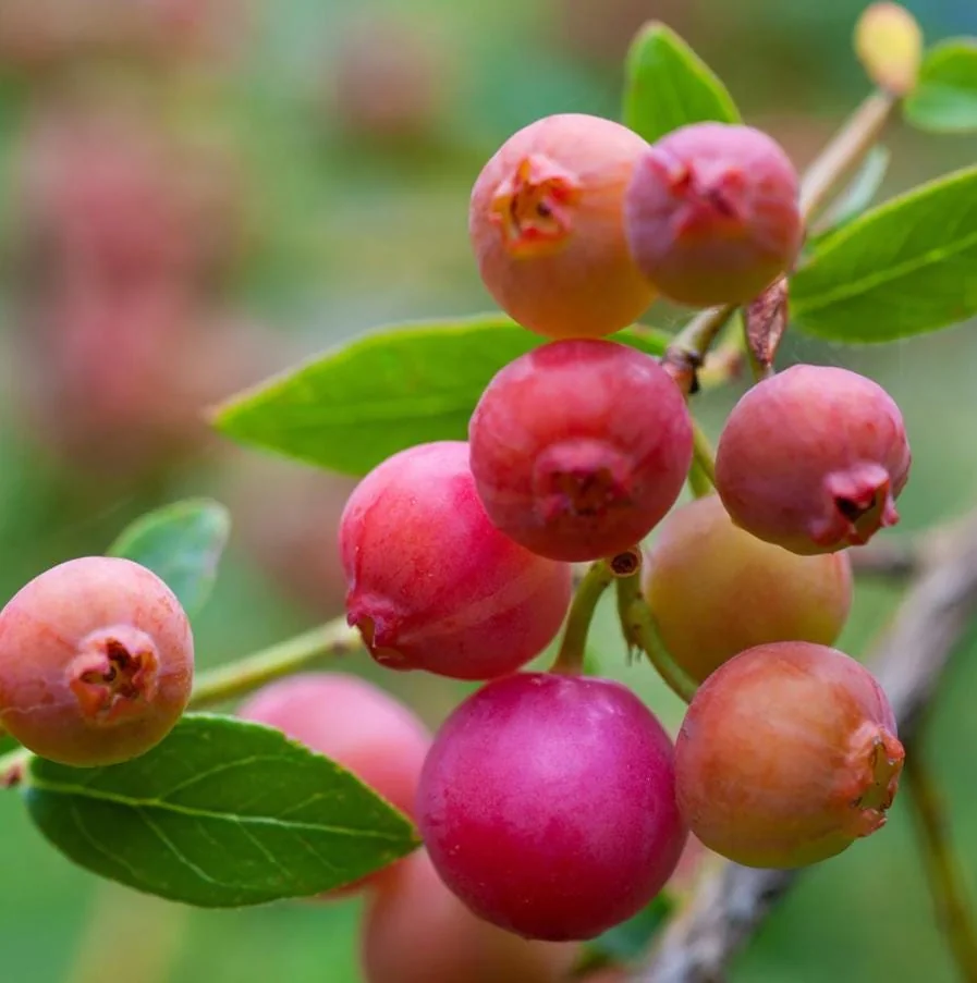 Pink Lemonade Blueberry Live Plant - Highbush Starter - 4-6" Tall - Outdoor Fruit Bush - Image 8
