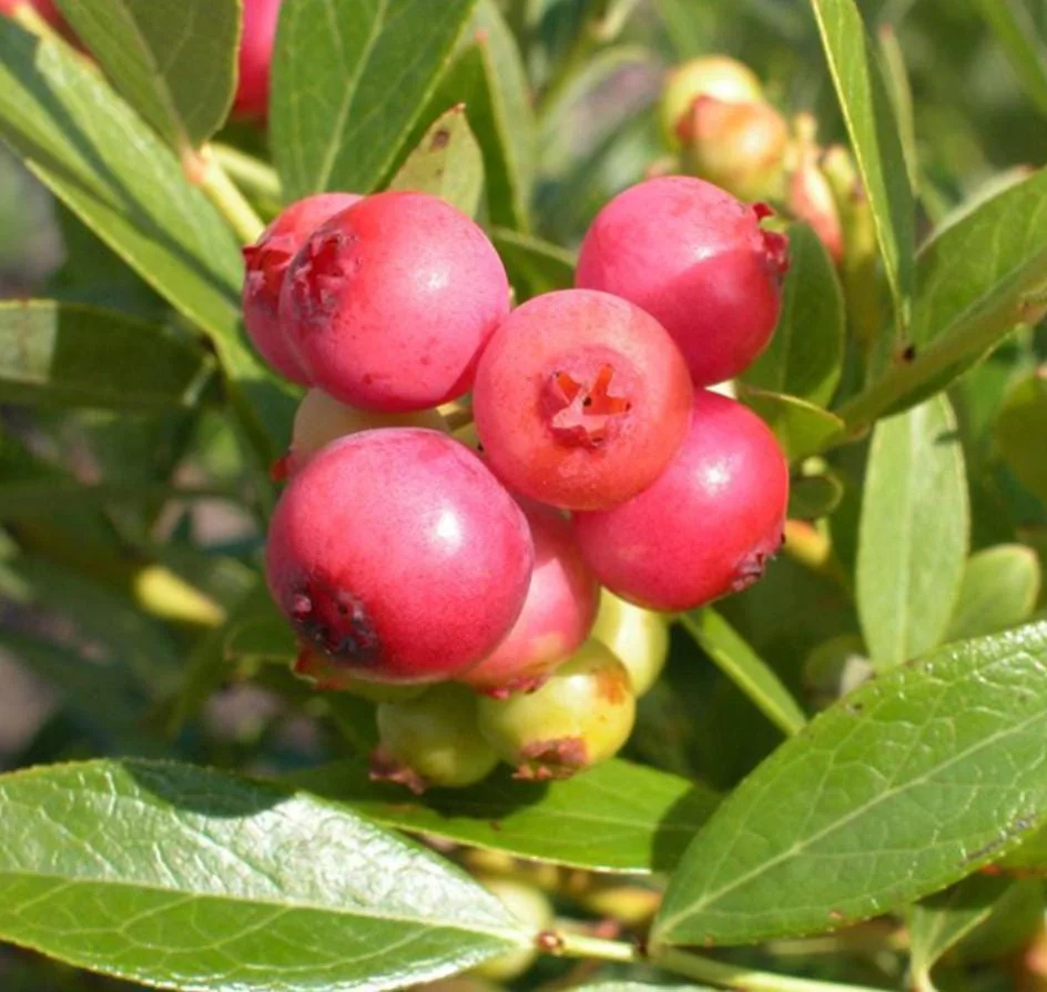 Pink Lemonade Blueberry Live Plant - Highbush Starter - 4-6" Tall - Outdoor Fruit Bush - Image 9