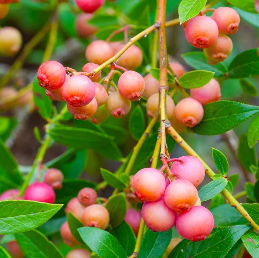 Pink Lemonade Blueberry Live Plant - Highbush Starter - 4-6" Tall - Outdoor Fruit Bush - Image 1