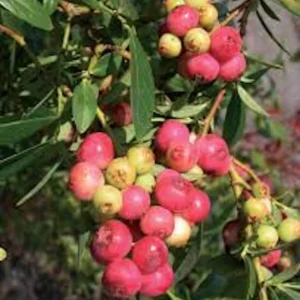 Pink Lemonade Blueberry Live Plant – Rabbiteye Edible Fruit Bush – Zones 4-9 - Image 1