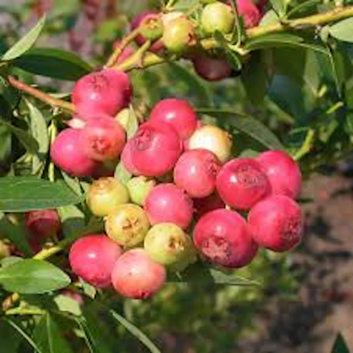 Pink Lemonade Blueberry Live Plant – Rabbiteye Edible Fruit Bush – Zones 4-9 - Image 4