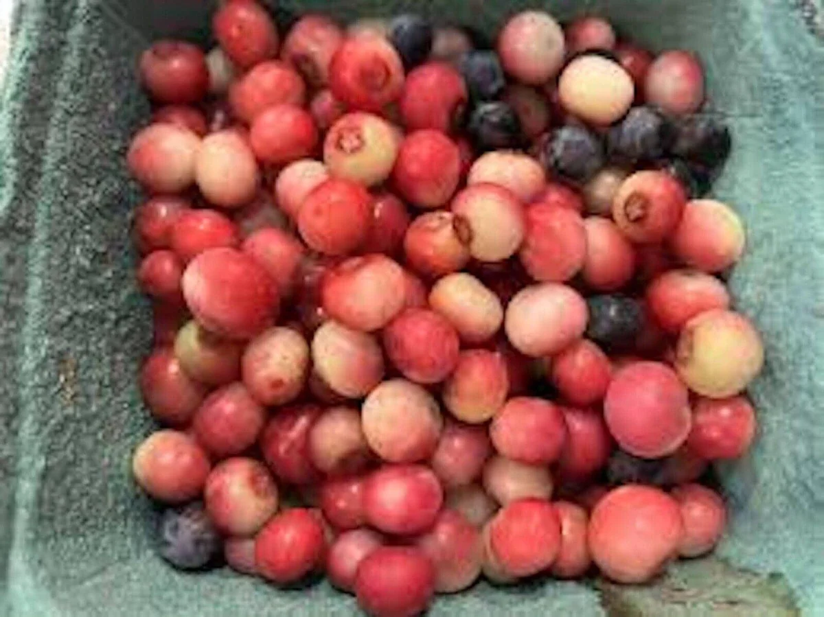 Pink Lemonade Blueberry Live Plant – Rabbiteye Edible Fruit Bush – Zones 4-9 - Image 5