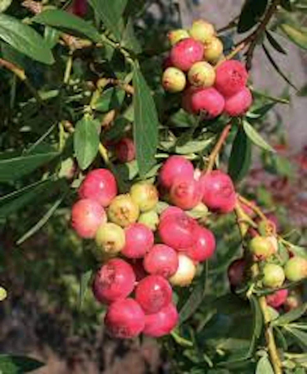 Pink Lemonade Blueberry Live Plant – Rabbiteye Edible Fruit Bush – Zones 4-9 - Image 6