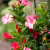 Pink Mandevilla Live Plant - 1 Gallon Pot - Vibrant Tropical Vine - Image 1