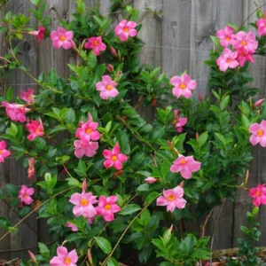 Pink Mandevilla Starter Plants - Set of 2 Tropical Vines, 4-6