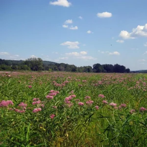 Pink Milkweed Live Plants - Set of 2, 4-6 inches Tall - Bare Root Asclepias - Outdoor Butterfly Garden - Image 10