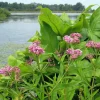 Pink Milkweed Live Plants - Set of 2, 4-6 inches Tall - Bare Root Asclepias - Outdoor Butterfly Garden - Image 1