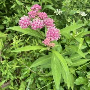 Pink Milkweed Live Plants - Set of 2, 4-6 inches Tall - Bare Root Asclepias - Outdoor Butterfly Garden - Image 2