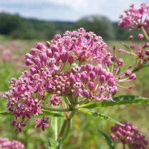 Pink Milkweed Live Plants - Set of 2, 4-6 inches Tall - Bare Root Asclepias - Outdoor Butterfly Garden - Image 3