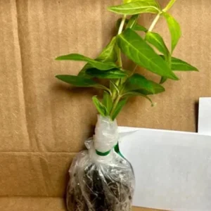 Pink Milkweed Live Plants - Set of 2, 4-6 inches Tall - Bare Root Asclepias - Outdoor Butterfly Garden - Image 5