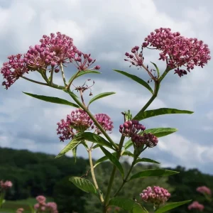 Pink Milkweed Live Plants - Set of 2, 4-6 inches Tall - Bare Root Asclepias - Outdoor Butterfly Garden - Image 6