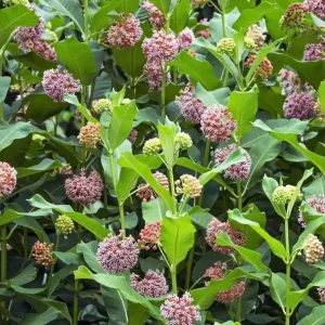 Pink Milkweed Live Plants - Set of 2, 4-6 inches Tall - Bare Root Asclepias - Outdoor Butterfly Garden - Image 7
