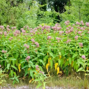 Pink Milkweed Live Plants - Set of 2, 4-6 inches Tall - Bare Root Asclepias - Outdoor Butterfly Garden - Image 8