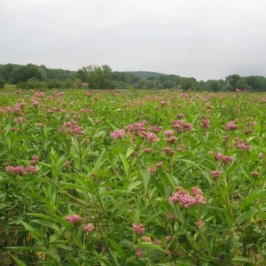 Pink Milkweed Live Plants - Set of 2, 4-6 inches Tall - Bare Root Asclepias - Outdoor Butterfly Garden - Image 9