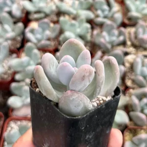 Pink Moonstone Succulent Live Plant - Pachyphytum Oviferum - 2 inch Pot - Image 2