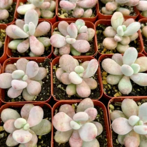 Pink Moonstone Succulent Live Plant - Pachyphytum Oviferum - 2 inch Pot - Image 4