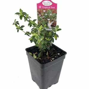 Pink Mountain Serissa Live Plant – 2.5