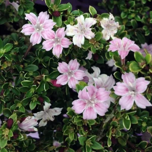 Pink Mountain Serissa Live Plant – 2.5