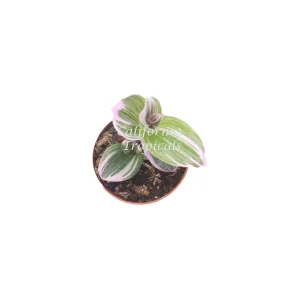 Pink Nanouk Wandering Jew Live Plant - 2 inch Pot - Indoor Houseplant - Image 2